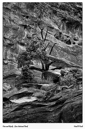 Tree & Rocks, Zion National Park