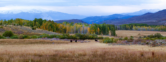 Aspens and Cows-Eastern Sierra