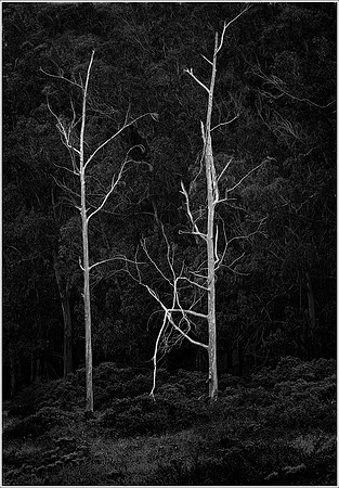 White Snags-Montana de Oro