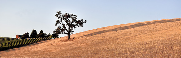 Vineyard Late Afternoon