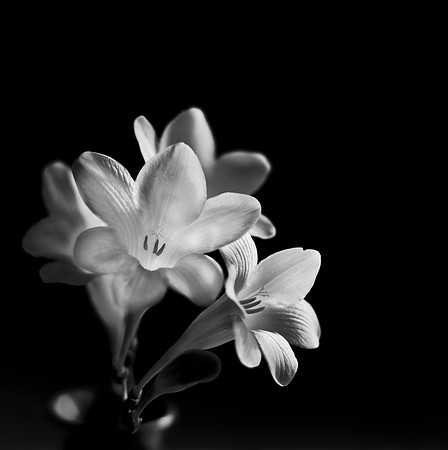 Freesia2