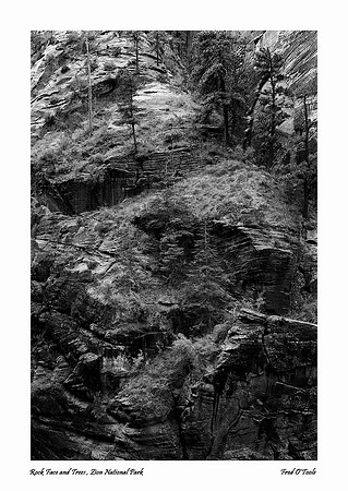 Canyon Wall & Trees, Zion National Park