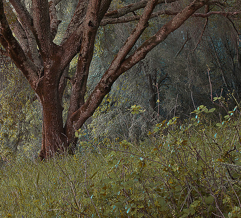 Venerable Oak-Santa Rita Road,Templeton California