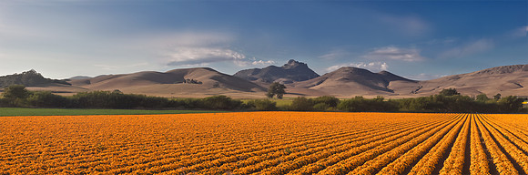 Marigolds in Bloom